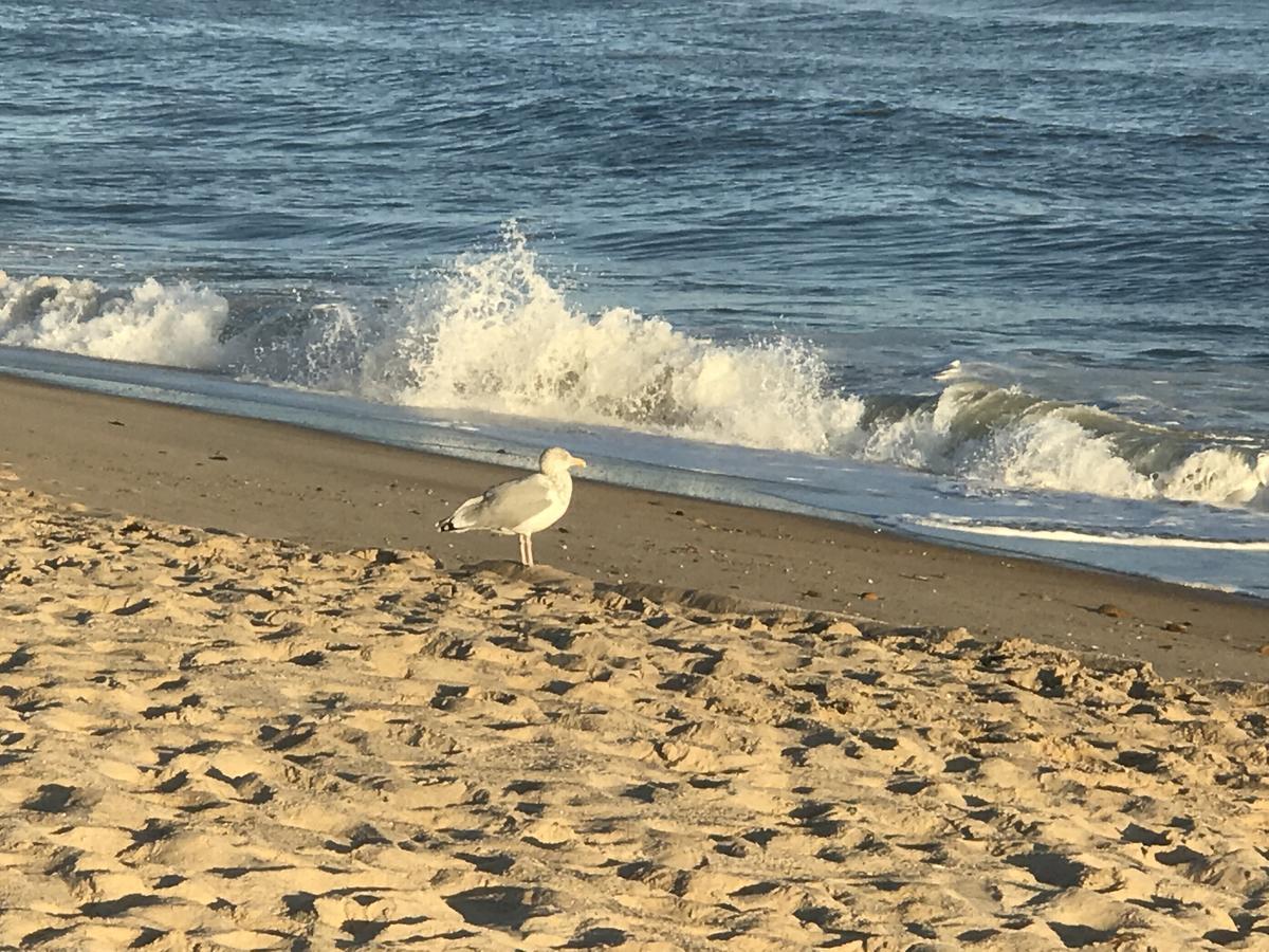 Ocean Surf Resort Montauk Eksteriør billede